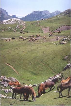 Et bilde som inneholder gress, utendrs, fjell, Ranch

Automatisk generert beskrivelse